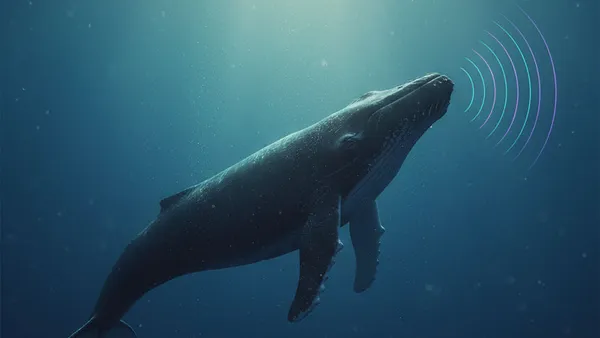 The Mystery of the 52-Hertz Whale